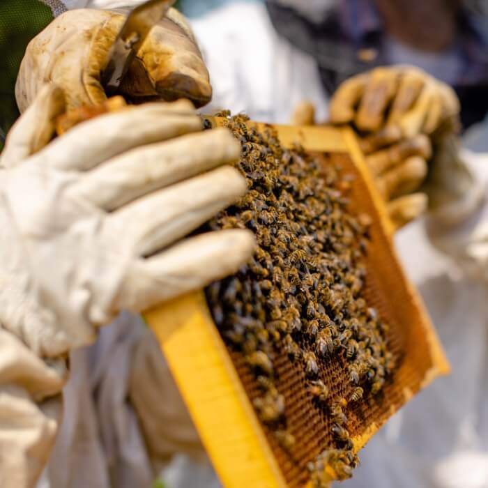 Méhész képzés helyszínek