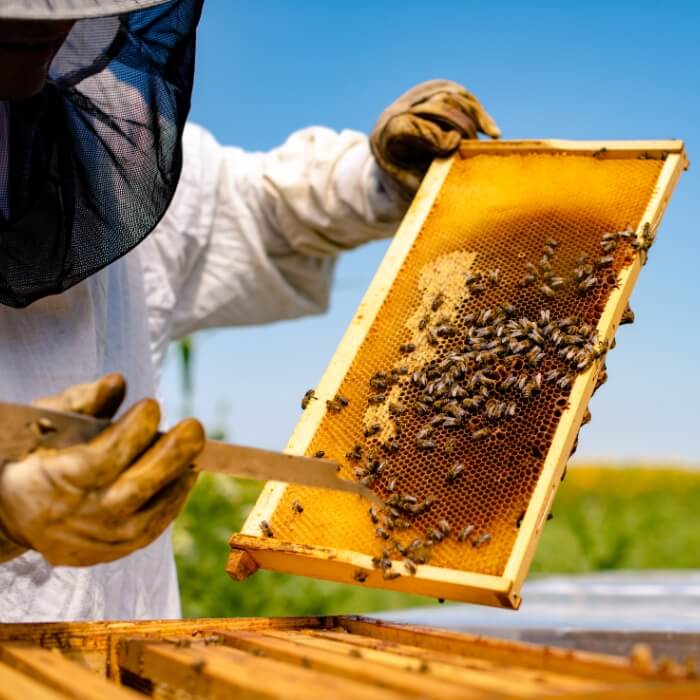 Méhész képzés hero